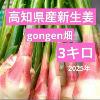 高知県産　朝採れ新生姜レシピ付き　3キロ 新生姜3キロ 野菜/薬味通販