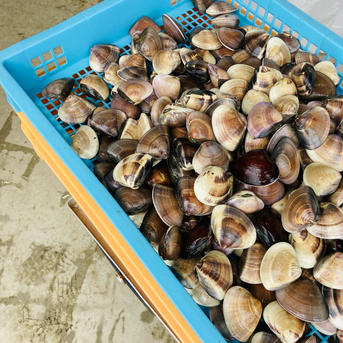手堀り　千葉県産　中はまぐり6キロ 千葉県産　中はまぐり6キロ 魚介類/蛤通販