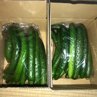 訳あり きゅうりB品 規格外 無選別 朝採り野菜2kg 2kg 野菜/きゅうり通販