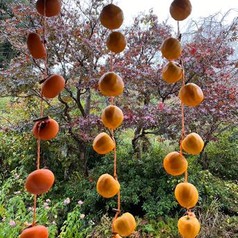 送料500円引】干し柿用の渋柿（ひらたねなし柿） | 果物/柿 産直アウル