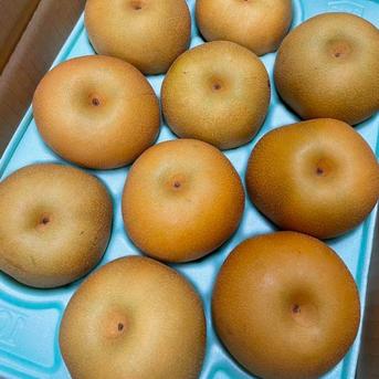 *朝採り当日発送*美味しくなるまで収穫しない！こだわりの樹上熟成栽培“和梨” 和梨 3kg（品種おまかせコース） 果物/梨通販