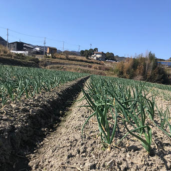 冬の採れたて‼︎淡路島産新玉ねぎ　3キロ（80サイズ） 3キロ 野菜/玉ねぎ通販