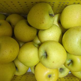 訳あり🍎加工用お任せ詰め込み】減農薬葉取らず栽培🍎サンふじ.シナノ