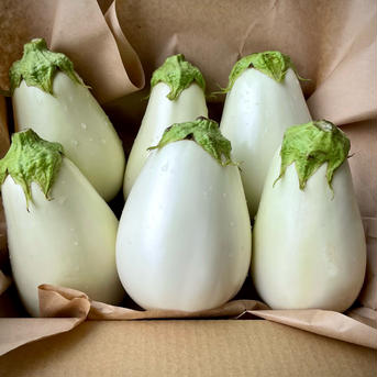 湖国の旬☆とろ〜り旨ナス 白茄子5〜7本 野菜/茄子通販