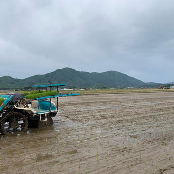 令和七年新潟県産コシヒカリ中米 ｜ 米・穀物/米/精米 産直アウル 農家