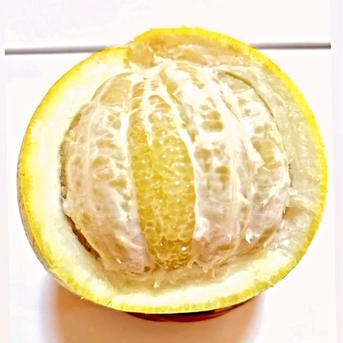 【パール柑】《🉐約300gが16玉🍊》✨美味✨無農薬栽培 5kg内（約300g/16玉） 果物/オレンジ・その他みかん通販