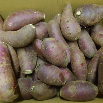 シルクスイート小芋🍠〜小腹が空いたときのおやつに〜 約4.5kg 野菜/さつまいも通販