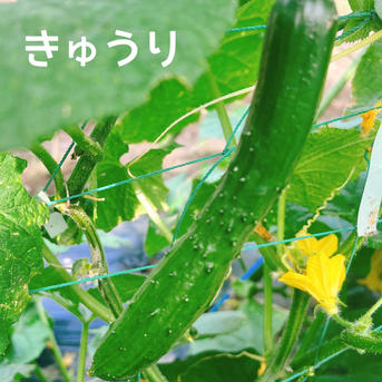 【限定】旬のたっぷり夏野菜セット（クール便） 80サイズ【夏野菜5~7品目】 野菜/野菜セット・詰め合わせ通販