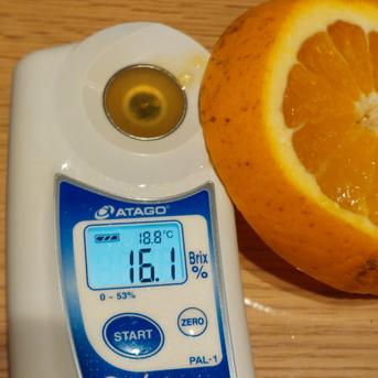 きよみ&甘夏【サイズ混合】5kg(箱込) 5kg(箱込) 果物/オレンジ・その他みかん通販