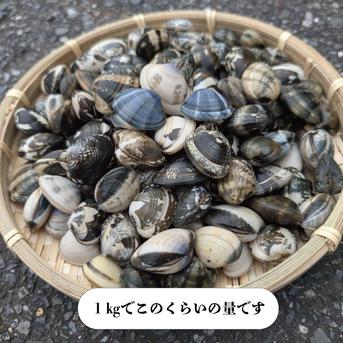 活！木更津産！砂抜き済みアサリ！1㎏！鮮度抜群！産地直送！】産直
