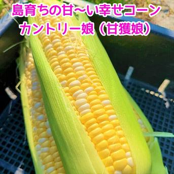 甘々娘の妹分！！島育ちのとうもろこし カントリー娘 ５本入り １箱５本入り 野菜/とうもろこし通販