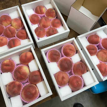 桃【さくら・幸茜・西王母】品種おまかせ 硬め&追熟させて柔らかめ食べ