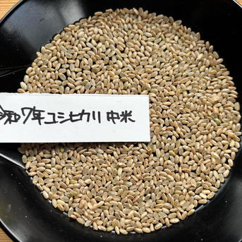 令和七年新潟県産コシヒカリ中米 | 米・穀物/米/精米 産直アウル 農家