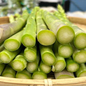 糖度9.5】朝採りアスパラ 訳あり品 L〜3Lサイズ混合 ｜ 野菜/アスパラ