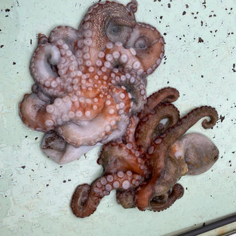 マダコ　活〆！血抜き済み！春のタコ水揚げ始まりました！2.4キロ（1杯） 2.4キロ（1杯） 魚介類/タコ通販