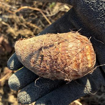 サトイモ『土垂』(4KG) ミックスサイズ | 野菜/里いも 産直アウル 農家