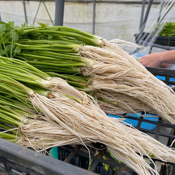 根っこが主役！湯沢市産『三関せり』家庭用1kg | 野菜/その他野菜 産直