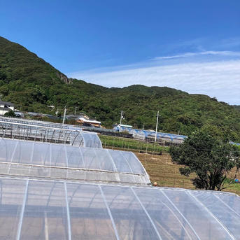 高知県産 朝採れ直送新生姜 8キロ ｜ 野菜/薬味 産直アウル 農家・漁師