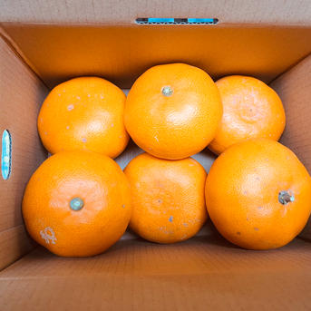 予約商品】せとかの大王4キロ ○トロける柑橘○3月にお届け◼️大玉