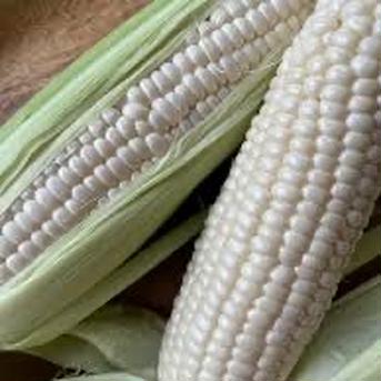 極甘　クリスピーホワイト🌽 ５kg 野菜/とうもろこし通販