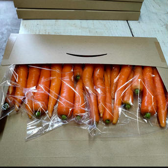 アウル便★皮まで食べられる寒締めスティックミニ人参1400ｇ★パチャママ農園 ミニ人参1400ｇ 野菜/人参通販