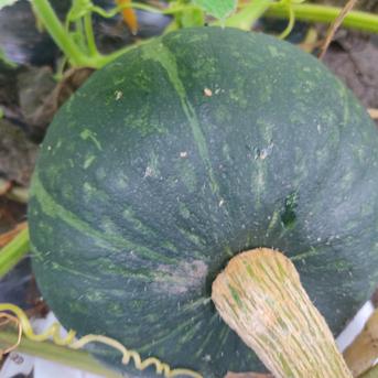 秋のほくほく野菜セット！えびすカボチャ3～5玉＋ジャガイモ約2kg