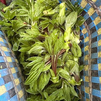 天然こしあぶら　２００グラム こしあぶら２００グラム 野菜/山菜通販