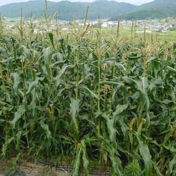 夏の恵(サニーショコラ)メロンより🍈甘い!糖度18°~23° 22本入 野菜/とうもろこし通販
