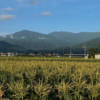驚きの甘さ！朝採り　わくわくコーン🌽 10本セット 約5キロ 野菜/とうもろこし通販