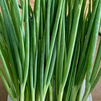 新鮮九条ネギ 九条ネギ　300グラム 野菜/ねぎ通販