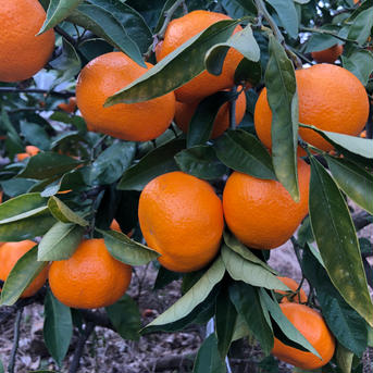 マルシオレンジFARM（マルシ農園）自慢の早生みかん🍊10kg  Lサイズ 10kg  Lサイズ 果物/温州みかん通販