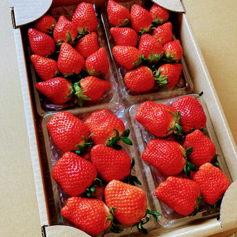 やよいひめ様、専用 品種サイズおまかせ】1箱4パック やよいひめ•よつぼし•おいCベリー