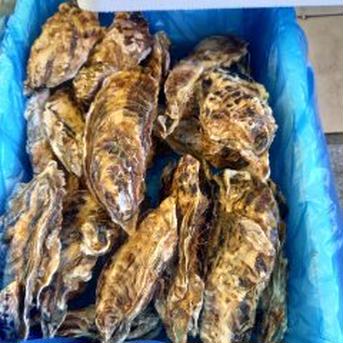 【お徳用】三陸直送！殻付き牡蠣加熱用50個 50個(6㎏位) 魚介類/牡蠣通販