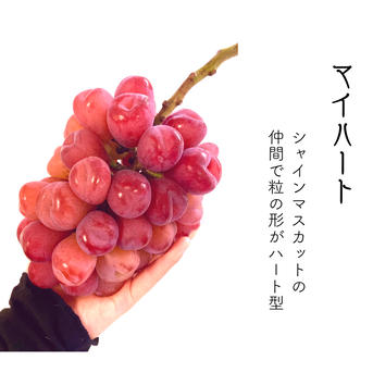 シャイン品種食べ比べ》シャインマスカット＋マイハート＋雄宝のセット
