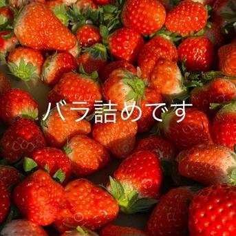 家庭用いちご(潰れが気にならない方限定) 1kg(箱梱包重さ込み) 果物/いちご通販