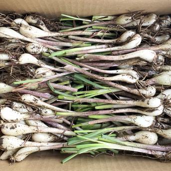 当日収穫】土付きらっきょう 1kg｜栽培期間中農薬不使用｜宮城県産