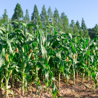 【20セット限定】世羅高原農場のとうもろこし（10本入） とうもろこし10本 野菜/とうもろこし通販