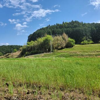 送料無料】奈良県産のまこも茶（無農薬・化学肥料不使用） ｜ お茶