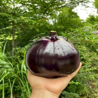 🍉99％が味わう事が出来ない古代スイカ🍉一度食べたらもう戻れない