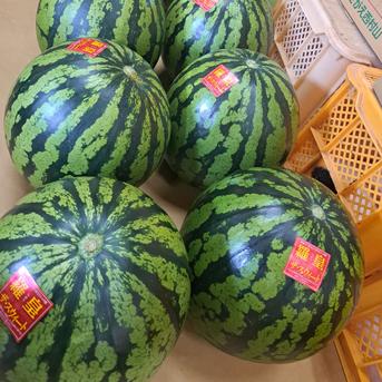 山形県産 すいか 羅皇ザ・スウィート 3Lサイズ ｜ 果物/スイカ 産直