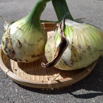 売り切れ御免🉐5kg🧅早生玉ねぎ(特大〜小玉20玉くらい) 特大〜小混合で20玉くらい 野菜/玉ねぎ通販