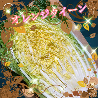 白菜とオレンジクイーンの食べ比べセット ｜ 野菜/白菜 産直アウル