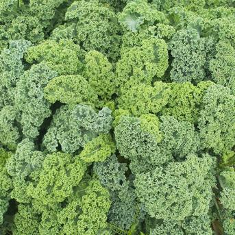ゆめみるケール　3枚入り6袋 ケール3枚入り✕6袋 野菜/葉物通販