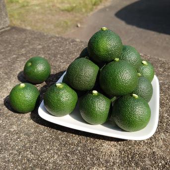 予約割引】ハウスへべすA品 約1キロ ｜ 果物/香酸柑橘(ライム・レモン