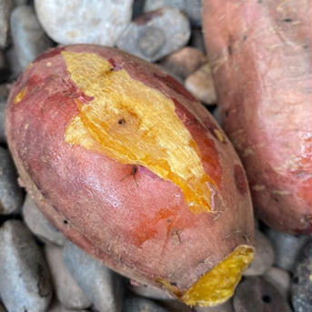 【金時芋の焼き芋に…】熟成金時芋２０ｋｇ（土付き：箱入）10月頃～発送予定！ 金時芋２０kg 野菜/さつまいも通販