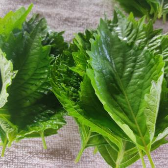 旬のお野菜セット（3～5品）クール便 新鮮野菜3～5品セット 野菜/野菜セット・詰め合わせ通販