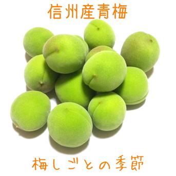 【信州産】青梅青梅4.5kg 青梅4.5kg 果物/青梅通販