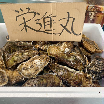 お買い得！サロマの2年牡蠣　7k　入り目いりで7.5kくらい！【規格サイズ小　90〜109g】 7k 魚介類/牡蠣通販