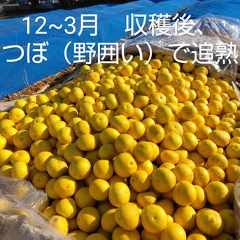 文旦　訳あり　みかん　129 2027年予約【土佐文旦訳あり10kg】日本で一番みかんと暮らしてる私たち