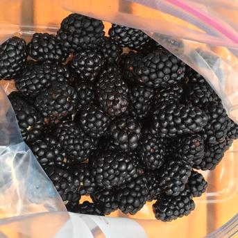 【在庫限りの特別セット！】【冷凍ブラックベリー約500g、冷凍イチゴ約5kgのセット】【スイーツ、デザート作りに！】 冷凍ブラック500g,イチゴ5kg 果物/果物セット・詰め合わせ通販
